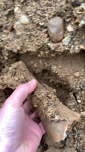 Fossilised bison bone found in glacial gravel deposits near Peterborough, Pleistocene in age #fossil #palaeontology #iceage#bison#uk #fossilhunting