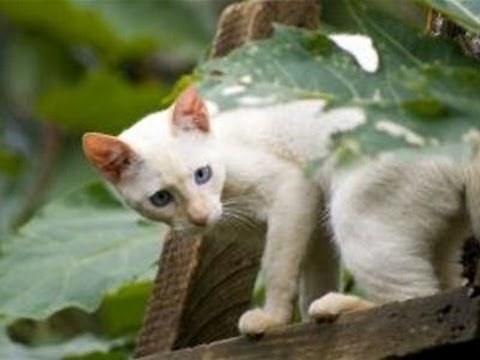 How To Deter Cats From your House