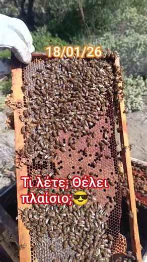 Άνοιξη προ των πυλών ❤️ #μελισσοκομία #2026 #μέλι