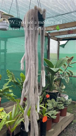 Natasha Pillay on TikTok