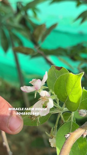 12K views · 111 reactions | Apple Tree in Alappuza  #kerala #appletree #alapuzha | Miracle Farm House | Facebook