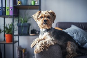 Basic Haircuts For Yorkie Terrier Dogs - Cuteness
