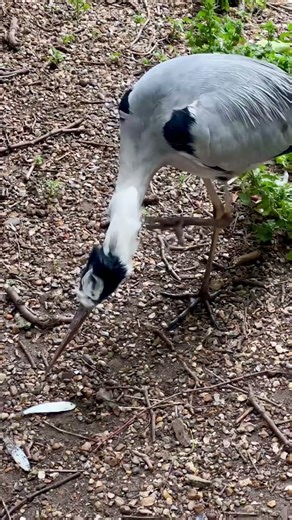 Crane Eating Fish