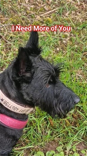 We Need More Terriers In Our Lives 🥰🥰🥰🥰