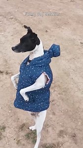 Funny and cute dog behaviors caught on video, which one was your favorite ? | Dog and His Boomer