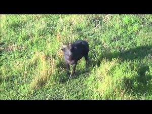 Tamaraw - Mindoro Philippines