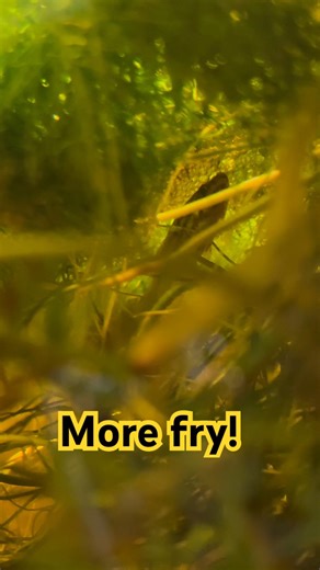 Croaking gourami fry