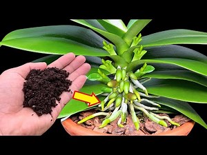 Coffee! The secret to orchids growing quickly and blooming endlessly