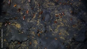 Settlement of giant cockroaches in a cave next to a colony of bats. You can see adult insects larvae of different ages. Cockroaches live off bat droppings. Sri Lanka