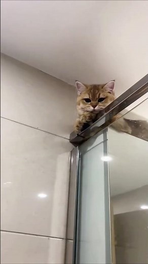 I Feel Like I'm Being Watched 24/7 👀🤣 #funny #cat #comedy #meoview