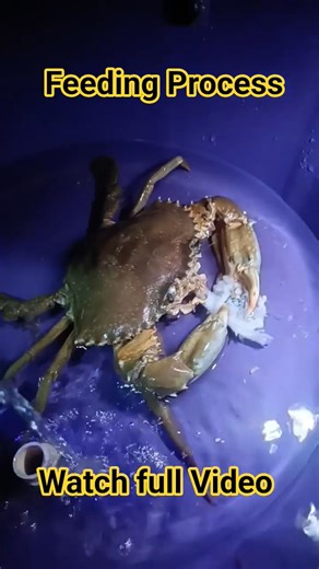 Nags Aquaculture Farming on Instagram: "Crab Farming Live Workshop | Real-Time Farm Setup & Feeding Demo | farm visit 9663636355 🦀 Join Our Live Crab Farming Webinar! Learn complete Mud Crab (Scylla serrata) farming — from seed selection to harvesting — directly from experienced and successful farmers. What You’ll Learn in the Live Session: ✅ How to set up your crab farm (ponds/tanks/cages) ✅ Seed selection and stocking density ✅ Feeding techniques and water management ✅ Fattening & harvesting 