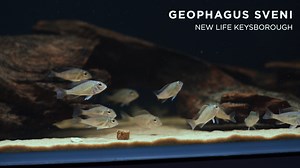 The highly sought after Eartheater Cichlid, Geophagus sveni | New Life Aquarium Keysborough