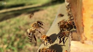 14K views · 681 reactions | Turn the tap and watch as pure, fresh, clean honey flows right out of the hive and into your jar. We are now selling Flow™ Hives on our website www.honeyflow.com | Flow Hive | Facebook