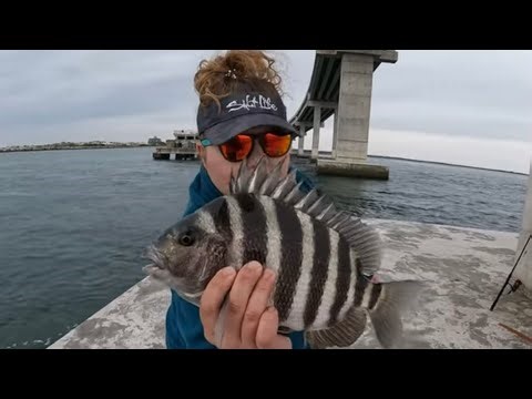 Sheepshead at Oregon Inlet, NC | OBX Sheepshead Fishing | Outer Banks Fishing | NC Saltwater Fishing