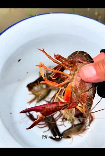 River Fishing Surprise: From Shrimp to Big Bream Catch
