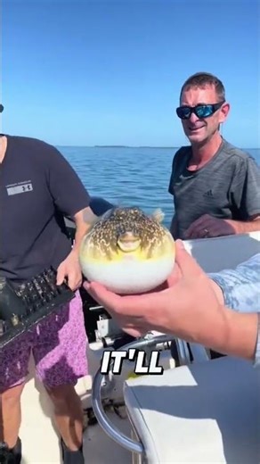 “Angry puffer fish.🐠”#animals #funny #shorts #foryou