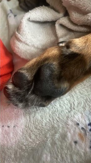 11.6.25 ember toe twitches as she sleeps