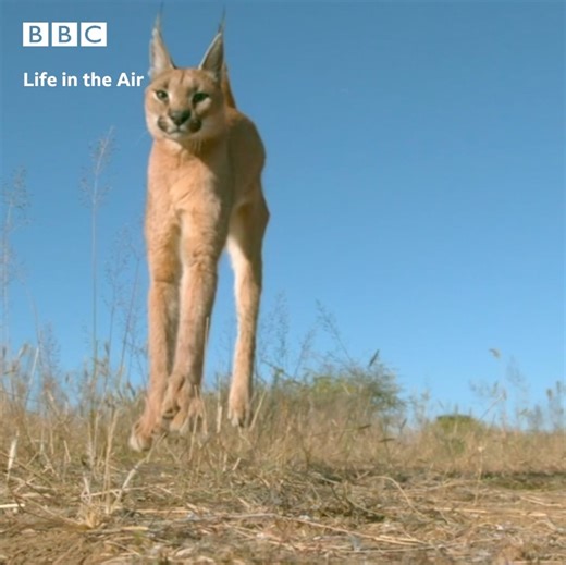 Ever wondered how cats always land on their feet? | BBC