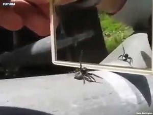 A spider reaction when it sees itself in mirror [ Spider Dance ]