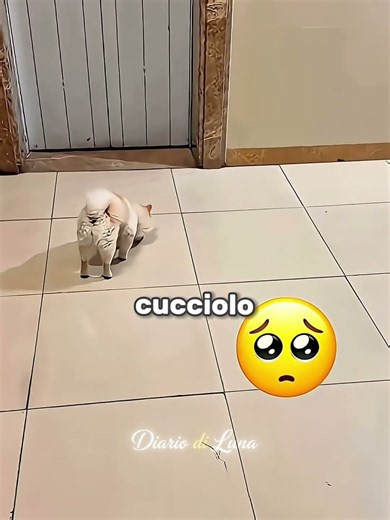 Il Cucciolo Che Non Trovava Più Casa 🥺❤️