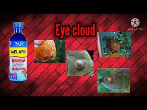 How to use Melafix Api