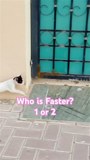 Adorable Kittens Running Race - Who’s Number 1? 😱⁉️ #kitten #cats #adorable #running