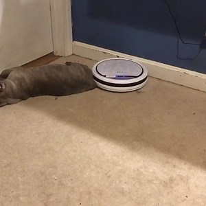 This guy kong could sleep through anything when he was a pup 😂😂😂 @iam___kingkong 😂😂😂 | DarkDynastyK9s