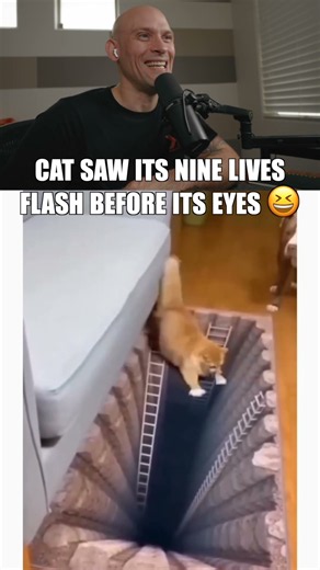 Cat saw its nine lives flash before its eyes 😆