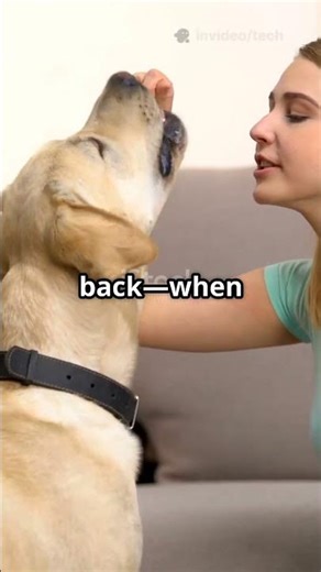 Mastering Animal Training Tips & Tricks