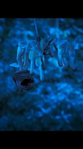 Mucuna vine and Long toungued bat | Wondersofjungle