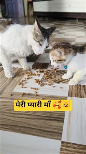 मेरी प्यारी माँ 🥰😺#ca #trending #viralvideo#love #shorts