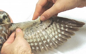 Basic Raptor Physical Exam