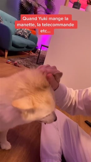 Yuki, le chien gourmand de Michou