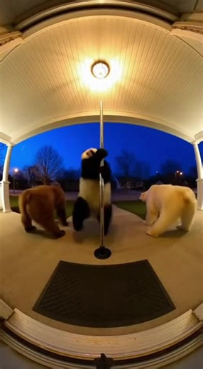 #funny #funnybear #bear #viraltiktok #funnyanimals | we bare bears