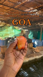 598K views · 10K reactions | Explore Goa’s most hidden cashew farm...