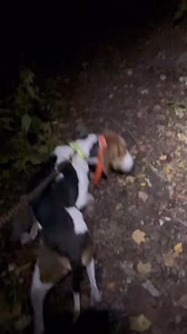 19K views · 488 reactions | New Project Wednesday night in the gorgeous Tennessee mountains with my new project Phroggman 劣劣劣劣 | Chuck Fuller | Facebook