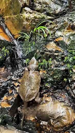 Every shell tells a cute story. #turtle #calm #love | Adorable Turtles