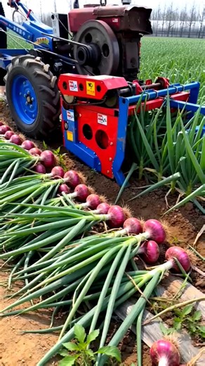 Amazing Onion Harvest Machine in Action 🚜🔥 #Farming #OnionHarvest #Agriculture