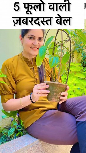 156K views · 1.9K reactions | 5 Permanent Flowering #Vine/ Climbers/ Creepers #summerflowers #flowerstagram #vines #creepers #climber #passiflora #gardening | Rathi Anshu | Facebook