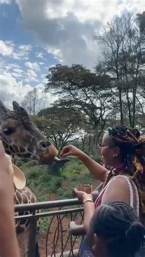 POV: Feeding a Giant Giraffe in Nairobi! 🦒🌿