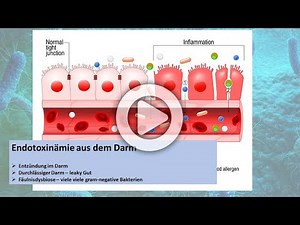 Endotoxins and a leaky gut - Leaky Gut - Cause of hidden inflammation