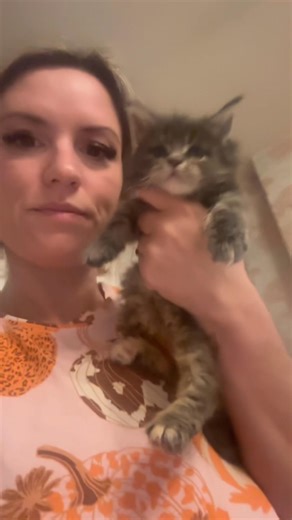 My little Midge The Midget Mainecoon 🤭🤭 | Halliekats