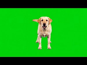 Cute Labrador Dog Barking & Wagging Tail | Green Screen HD Footage