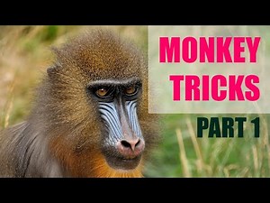 MONKEY Tricks: The Funniest Monkey Videos You've Never Seen!
