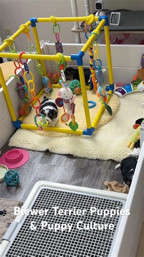 Biewer Terrier Puppies Playing in Puppy Culture Playpen #puppyraising #biewerterrier #puppyculture