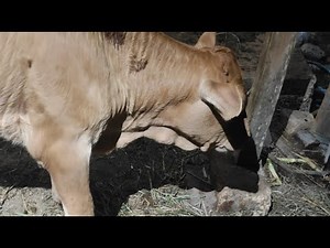 🐄 Calm Farm Moments: Live with Cows 🌿 #animals #cows #farmer