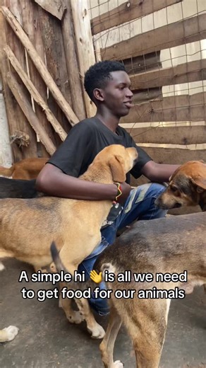 Get Food for Your Dogs with a Simple Hi