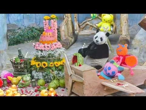 Live: Meet the giant pandas at Hainan Tropical Wildlife Park – Ep. 2