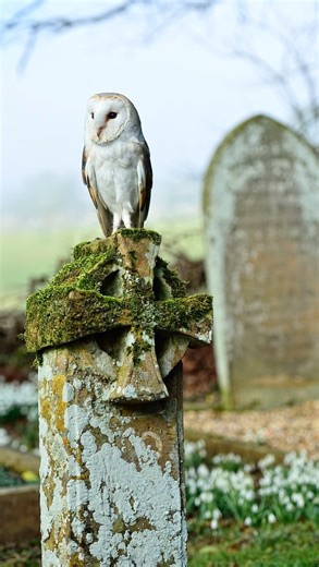 Owls are connected to ufo and paranormal phenomena? 😳 #owl #ufo #paranormal #shaman | The Confessionals