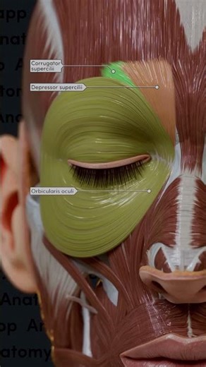 Know your facial muscles: orbicularis oculi, corrugator supercilii, and depressor supercilii.💡👀